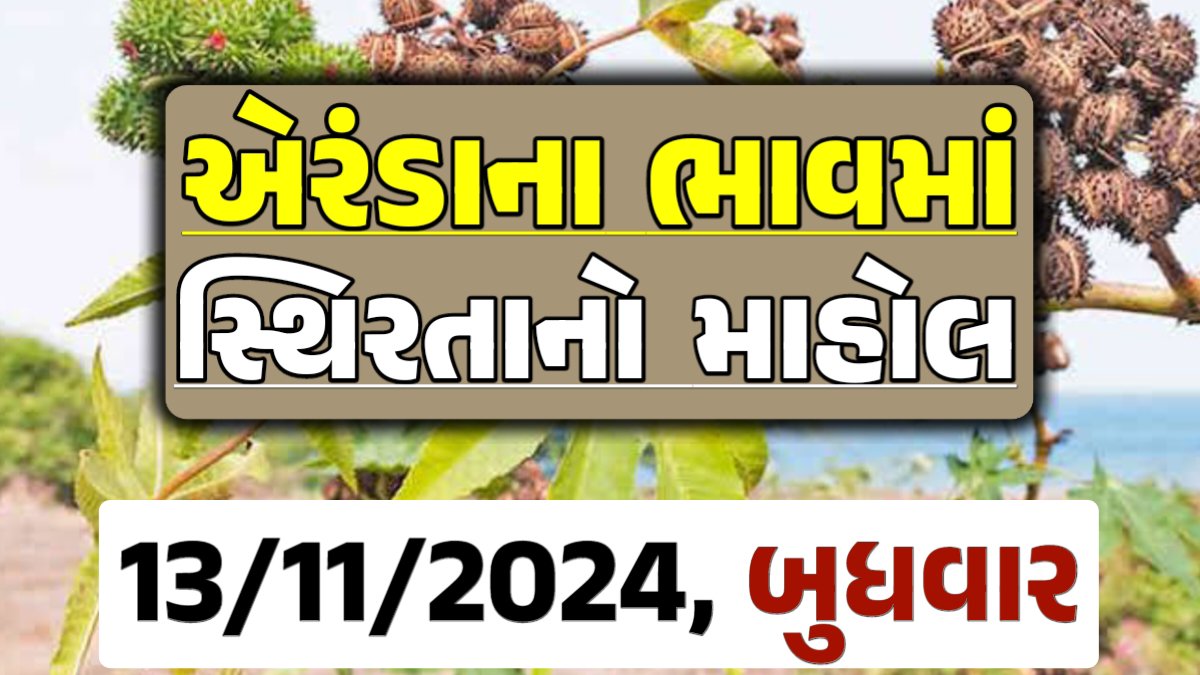 Eranda Price 13-11-2024 આજના એરંડા ના બજાર ભાવ gkmarugujarat.com