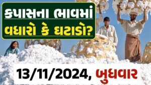 Cotton Price 13-11-2024 કપાસ બજાર ભાવ gkmarugujarat.com