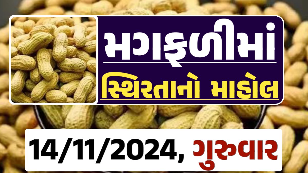 મગફળી ના બજારભાવ - Today Magfali Price 14-11-2024 જાડી મગફળીના આજના બજાર ભાવ અને જીણી મગફળી ના આજના બજાર ઉંચો ભાવ