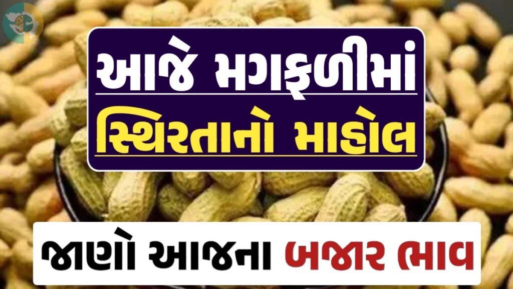 મગફળી, મગફળીના ભાવ, મગફળીના બજાર ભાવ, જીણી મગફળી, જાડી મગફળી, Magfali, magfali na bhav, magafali 2024, magfali apmc rate, magfali price, magfali rate, loksahay.com