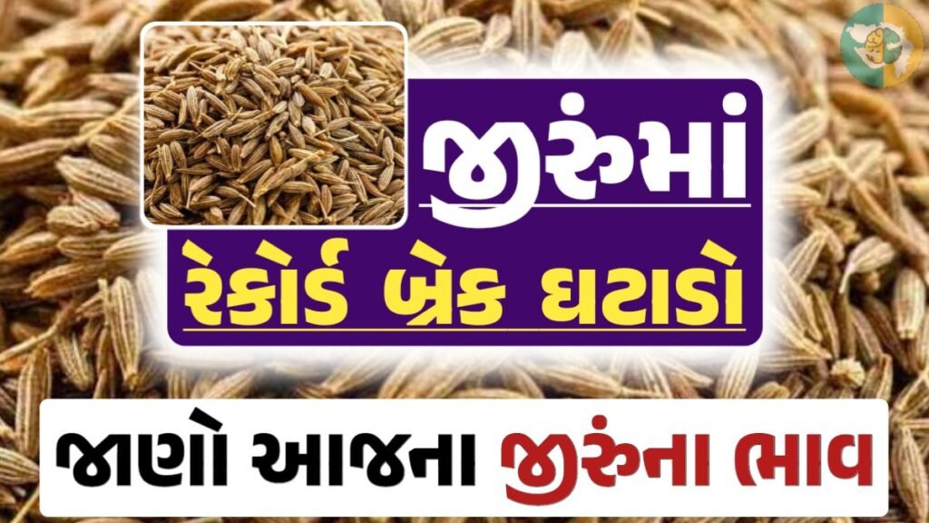 જીરાના ભાવ, જીરુંના બજાર ભાવ, Today Jiru Price, આજના જીરૂંના ભાવ, ઊંઝા જીરૂંના ભાવ, Unjha Jeera Price, જીરુંના ભાવ, જીરું ભાવ 2024, જીરુ, jeeru, jeera Price, જીરું, gkmarugujarat.com