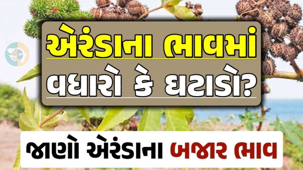 એરંડાના બજાર ભાવ 2024, Eranda Price 2024, એરંડા ભાવ 2024, આજના એરંડાના બજાર ભાવ, એરંડાના ભાવ, બજાર ભાવ, એરંડામાં તેજી, એરંડા ભાવ, loksahay.com