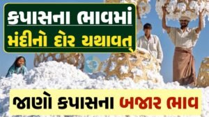 આજના કપાસ ના ભાવ, કપાસ ભાવ, Cotton Price 2024, કપાસના ભાવ, કપાસના બજાર ભાવ, Cotton Rate, કપાસના બજાર ભાવ 2024, Cotton Price 2024, Loksahay.com