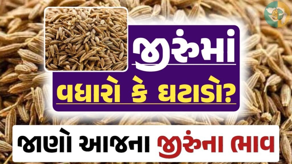 જીરું, જીરાના ભાવ, જીરુંના બજાર ભાવ, Today Jiru Price, આજના જીરૂંના ભાવ, ઊંઝા જીરૂંના ભાવ, Unjha Jeera Price, જીરુંના ભાવ, જીરું ભાવ 2024, જીરુ, jeeru, jeera Price, gkmarugujarat.com