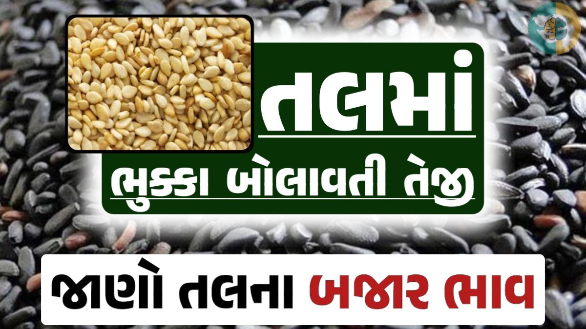 તલના ભાવ, તલના બજાર ભાવ, Today Tal Price, આજના તલના ભાવ, ઊંઝા તલના ભાવ, Unjha Tal Price, તલના ભાવ, જીરું ભાવ 2024, Tal, Tal Price, તલ, કાળા તલ, સફેદ તલ. Gkmarugujarat.com