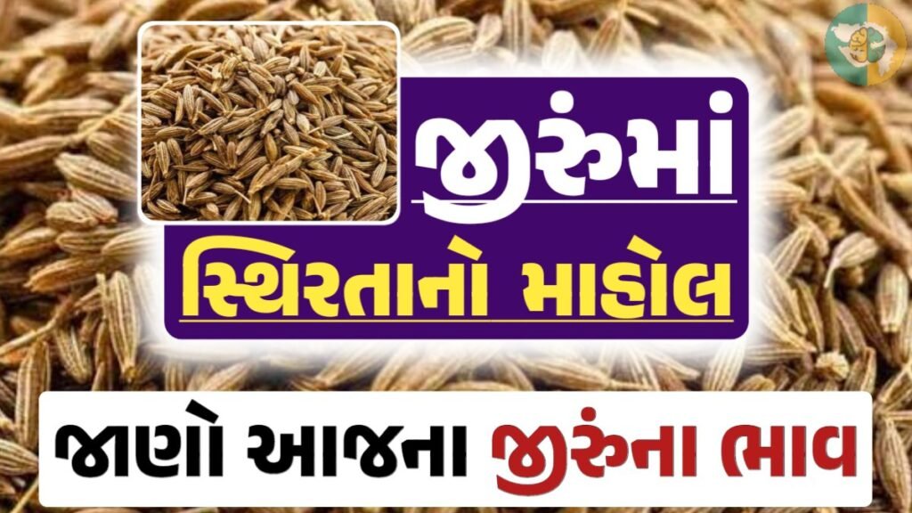 જીરાના ભાવ, જીરુંના બજાર ભાવ, Today Jiru Price, આજના જીરૂંના ભાવ, ઊંઝા જીરૂંના ભાવ, Unjha Jeera Price, જીરુંના ભાવ, જીરું ભાવ 2024, જીરુ, jeeru, jeera Price, જીરું, gkmarugujarat.com