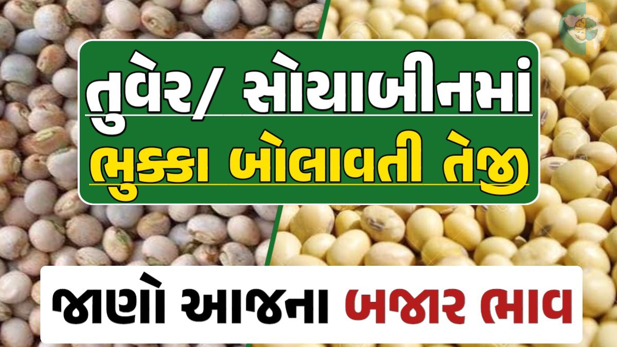 તુવેર અને સોયાબીન, તુવેરના બજાર ભાવ 2024, Eranda Price 2024, તુવેર ભાવ 2024, આજના તુવેર ના બજાર ભાવ, તુવેરના ભાવ, બજાર ભાવ, તુવેરમાં તેજી, તુવેર ભાવ, સોયાબીન, સોયાબીન ભાવ, સોયાબીનના બજાર ભાવ, Turmeric Price, Soybeans Price, gkmarugujarat.com