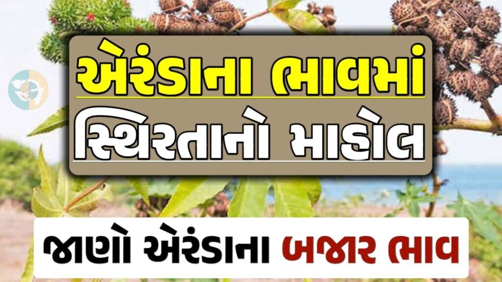 એરંડાના બજાર ભાવ 2024, Eranda Price 2024, એરંડા ભાવ 2024, આજના એરંડાના બજાર ભાવ, એરંડાના ભાવ, બજાર ભાવ, એરંડામાં તેજી, એરંડા ભાવ, loksahay.com