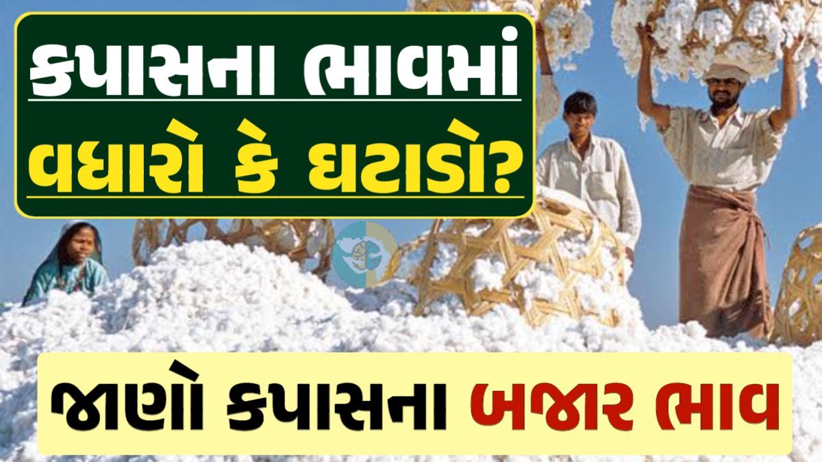 આજના કપાસ ના ભાવ, કપાસ ભાવ, Cotton Price 2024, કપાસના ભાવ, કપાસના બજાર ભાવ, Cotton Rate, કપાસના બજાર ભાવ 2024, Cotton Price 2024, Loksahay.com