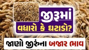 જીરાના ભાવ, જીરુંના બજાર ભાવ, Today Jiru Price, આજના જીરૂંના ભાવ, ઊંઝા જીરૂંના ભાવ, Unjha Jeera Price, જીરુંના ભાવ, જીરું ભાવ 2024, જીરુ, jeeru, jeera Price, જીરું, gkmarugujarat.com