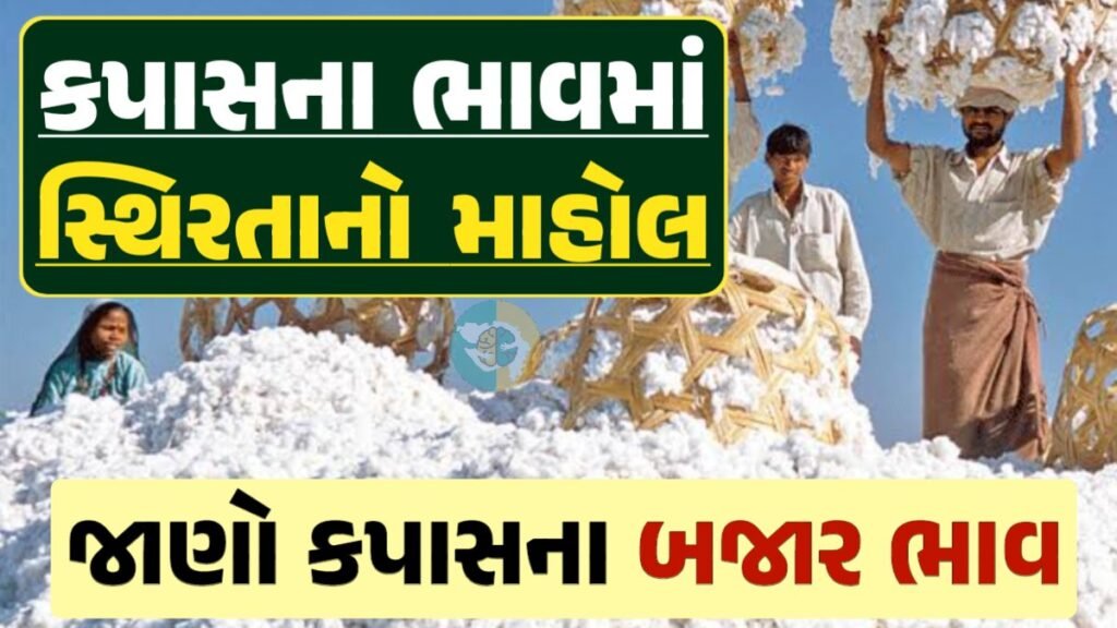 આજના કપાસ ના ભાવ, કપાસ ભાવ, Cotton Price 2024, કપાસના ભાવ, કપાસના બજાર ભાવ, Cotton Rate, કપાસના બજાર ભાવ 2024, Cotton Price 2024, Loksahay.com